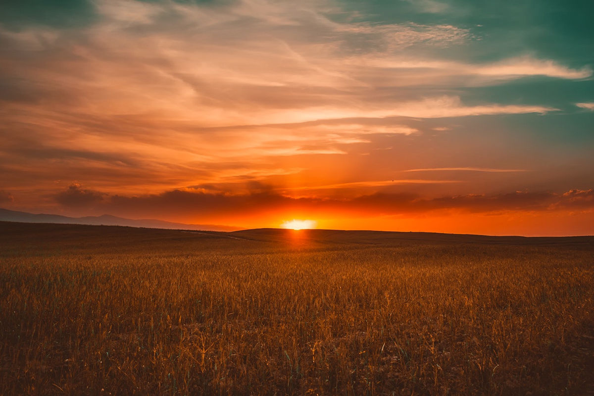 News - Field at sunset.